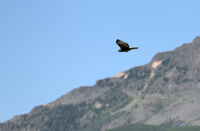 Red tailed Hawk dark morph 3555